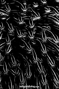 Shoal of feeding Catfish by David Henshaw 